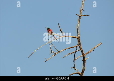 a carmin bee eater at the top of a tree at bogoria lake national park kenya Stock Photo