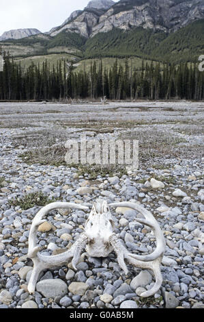 Skull of a Mule Deer stag on a gravel bank Stock Photo