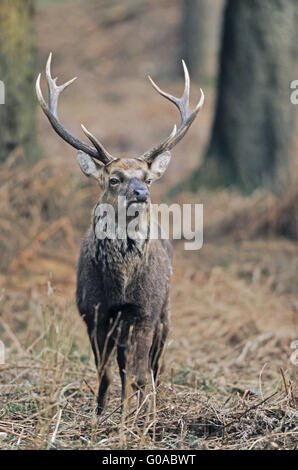 Sika Deer stag standing between old Bracken Stock Photo