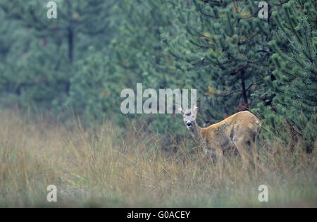 Roe Deer doe stands securing on a forest egde Stock Photo