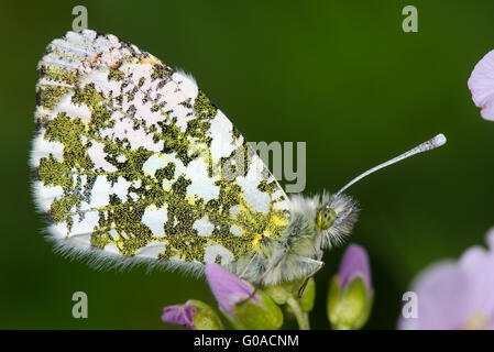 Orange-tip butterfly (Anthocharis cardamines). Male insect in the family Pieridae, a family known as the whites. Stock Photo