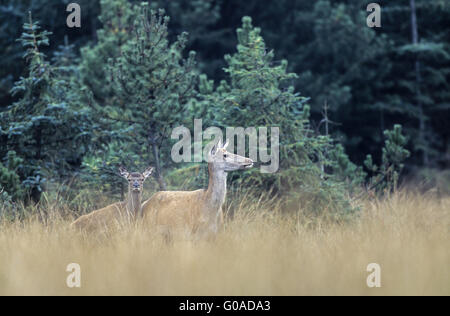 Red Deer hind and calf in a forest aisle Stock Photo