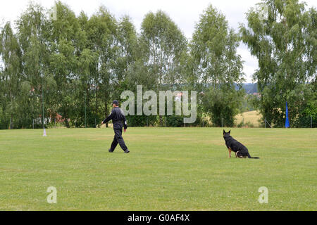 Coaches allowed to settle dog - Exercise obedience Stock Photo