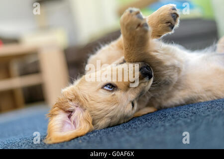 A Puppy of Breed Golden Retriever rolls around on Stock Photo