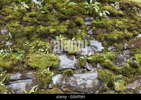 Green Stone Wall Stock Photo