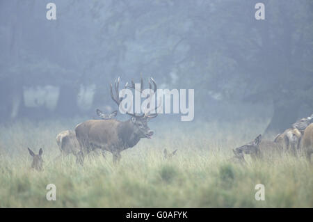 Red Deer stag, hinds and calfs in morning fog Stock Photo