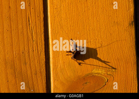 Cricket and its shadow on the surface of wood Stock Photo