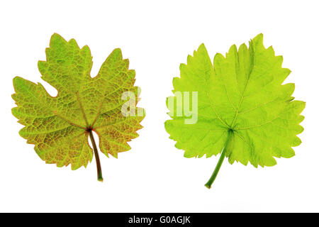Vine leaves (Vitis vinifera) Stock Photo