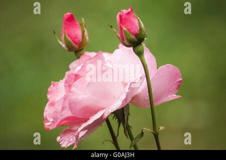 Blooming pink rose blossom with two buds on green Stock Photo