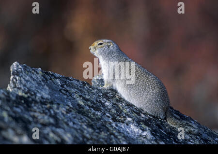 Arctic Ground Squirrel sitting on a rock Stock Photo