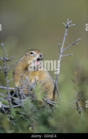 Arctic Ground Squirrel sitting on a treetop Stock Photo