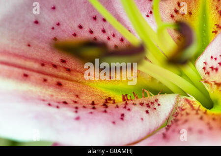 The details (close up shot) of gladiolus flower Stock Photo