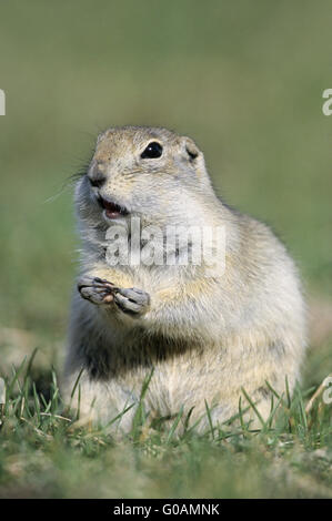 Richardsons Ground Squirrel feeds and sit upright Stock Photo