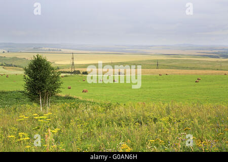 Beautiful field with haystacks. Altai. Russia. Stock Photo