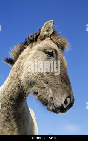 Konik horses, breeding back of the Tarpan breed, at a watering hole ...