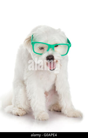 portrait of a dog in glasses. Funny white dog in g Stock Photo