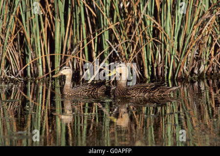 Two Mottled Duck drake and female swimming Stock Photo