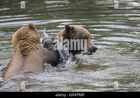 Two Grizzly Bears playfully fighting in water Stock Photo