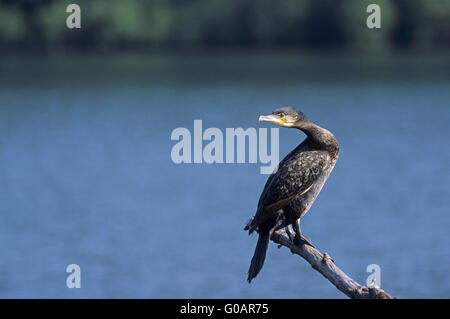 Two great black cormorants resting on fishing net poles by the sea. . High  quality photo Stock Photo - Alamy