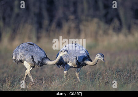 Greater Rheas foraging in a marshy meadow Stock Photo