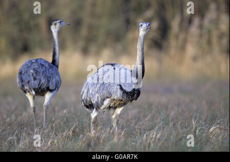 Greater Rhea looking towards to the photographer Stock Photo