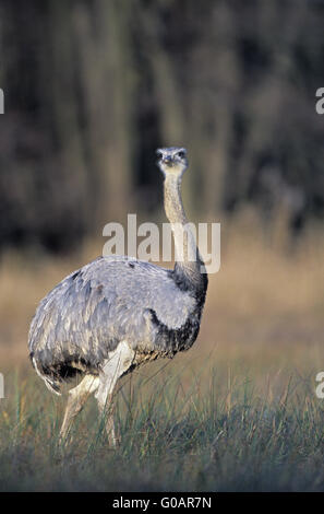 Greater Rhea looking towards to the photographer Stock Photo