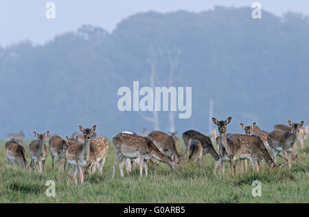 Fallow Deer hinds and dams feeding in a meadow Stock Photo