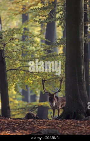 Fallow Deer stag and hind at a rutting hole Stock Photo