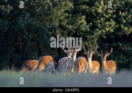 Fallow Deer stags in the light of the evening sun Stock Photo