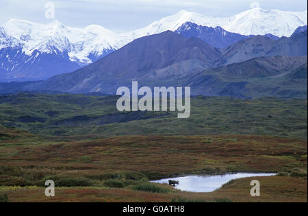 Bull Moose standing in a pond - (Alaska Moose) Stock Photo