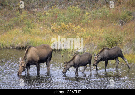 Cow Moose and calfs drinking water in a tundra lak Stock Photo