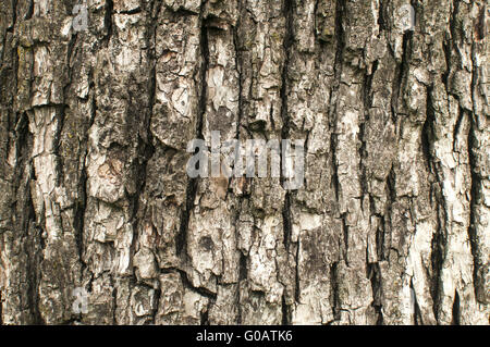 Old weathered pear tree bark closeup as background Stock Photo