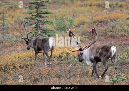 Bull Caribou with rests of velvet on his antler Stock Photo