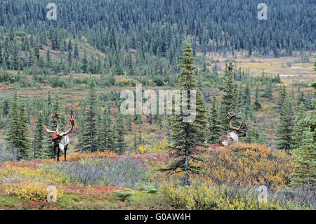 Bull Caribous resting in the tundra in fall Stock Photo