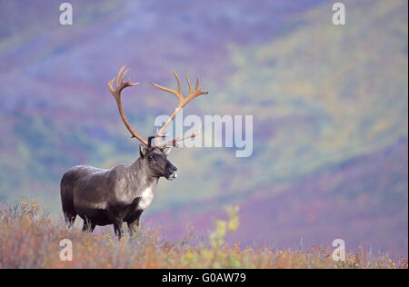 Bull Caribou in indian summer in the tundra Stock Photo