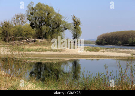 Danube Floodplain Forest National Park, Austria Stock Photo