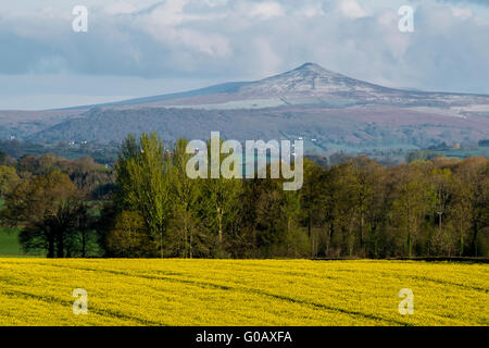 A view over yellow rapeseed fields towards  the mountain popularly known as The Sugar Loaf, Monmouthshire. Stock Photo