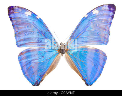 morpho adonis blue butterfly Stock Photo
