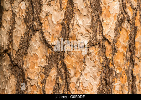 bark of a pine tree Stock Photo