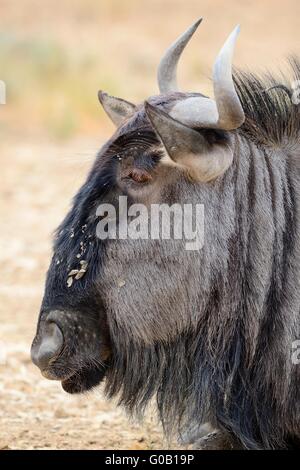 Blue wildebeest (Connochaetes taurinus), lying on ground, face covered with dry mud, Kgalagadi Transfrontier Park, South Africa Stock Photo