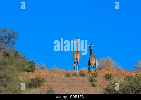 Giraffes (Giraffa camelopardalis), two young walking to the top of the red sand dune, Kgalagadi Transfrontier Park, South Africa Stock Photo