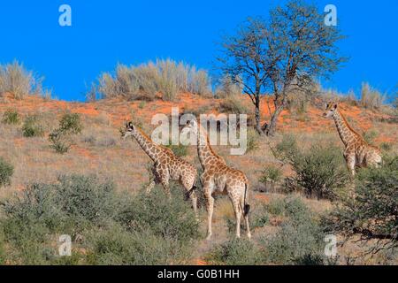 Giraffes (Giraffa camelopardalis), three young on a red sand dune, Kgalagadi Transfrontier Park, Northern Cape, South Africa Stock Photo
