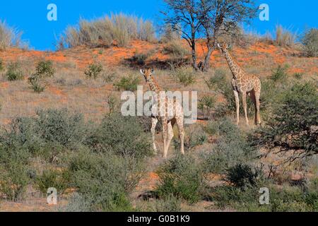 Giraffes (Giraffa camelopardalis), two young on a red sand dune, Kgalagadi Transfrontier Park, Northern Cape,South Africa,Africa Stock Photo