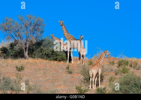 Giraffes (Giraffa camelopardalis), two young and two adults on top of the sand dune, Kgalagadi Transfrontier Park, South Africa Stock Photo