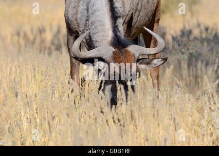 Blue wildebeest (Connochaetes taurinus), feeding on dry grass, Kgalagadi Transfrontier Park, Northern Cape, South Africa, Africa Stock Photo