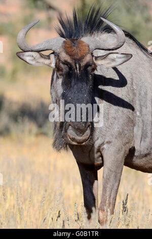 Blue wildebeest (Connochaetes taurinus), standing on dry grassland, Kgalagadi Transfrontier Park, Northern Cape, South Africa Stock Photo