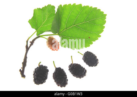 Black mulberry (Morus nigra) Stock Photo