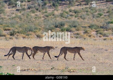 Cheetahs (Acinonyx jubatus), walking in single file, on dry grass,Kgalagadi Transfrontier Park,Northern Cape,South Africa,Africa Stock Photo