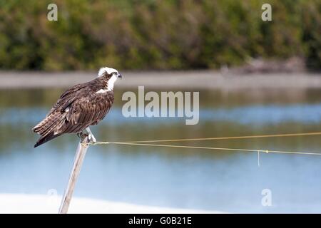 An eagle at the border of a wildlife area in florida, the everglades Stock Photo