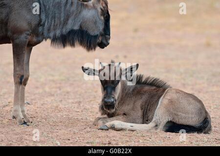 Blue wildebeests (Connochaetes taurinus), young resting, Kgalagadi Transfrontier Park, Northern Cape, South Africa, Africa Stock Photo